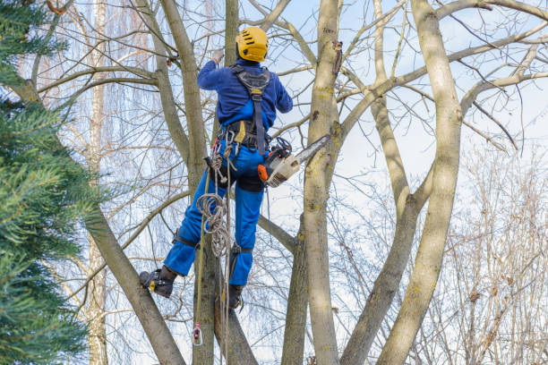 Best Tree Disease Treatment  in Bargersville, IN